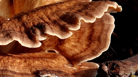 Marian Buurman - Reuzenzwam - 2026-10-6;oktober;paddestoel;schimmel;herfst